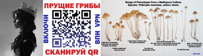 наркотики  Мытищи  OMG ТОР  Псилоцибиновые грибы Psilocybe 
